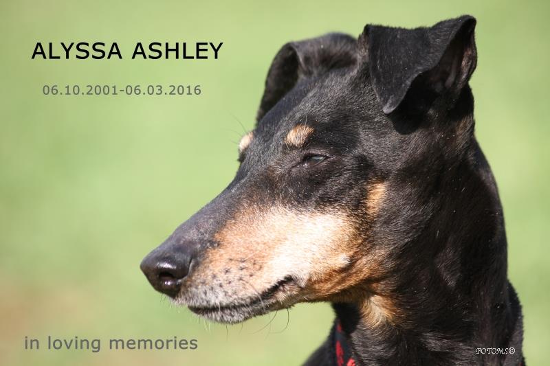 12802992_935663576541800_1882134634469538839_n 12802992_935663576541800_1882134634469538839_n