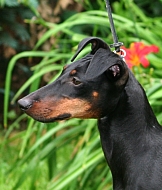 kylie_-rp_kopf kylie_-rp_kopf